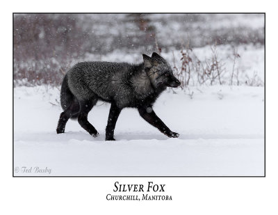 Silver Fox-005