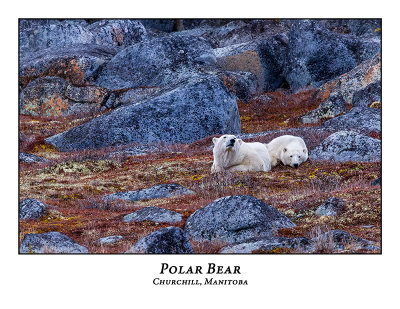 Polar Bear-016
