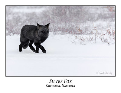 Silver Fox-006