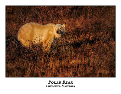Polar Bear-019