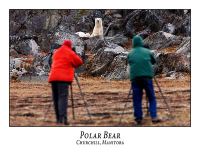 Polar Bear-020