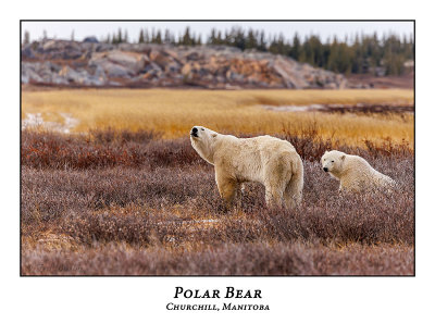 Polar Bear-021