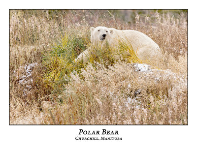 Polar Bear-022