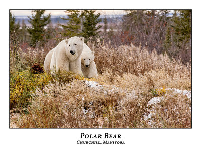 Polar Bear-023