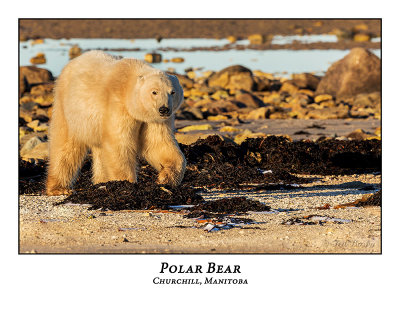 Polar Bear-024