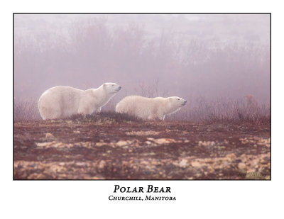 Polar Bear-026