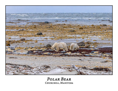 Polar Bear-029