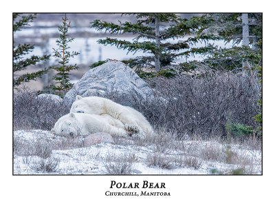 Polar Bear-031