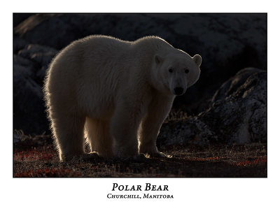 Polar Bear-032