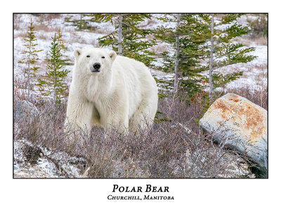 Polar Bear-033