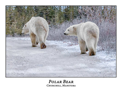 Polar Bear-034
