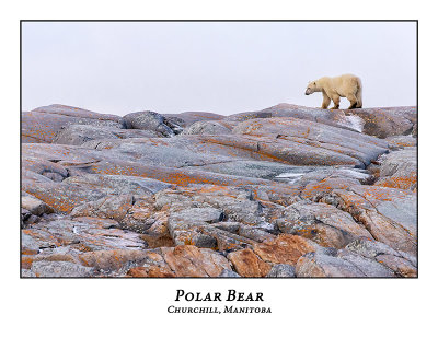 Polar Bear-035