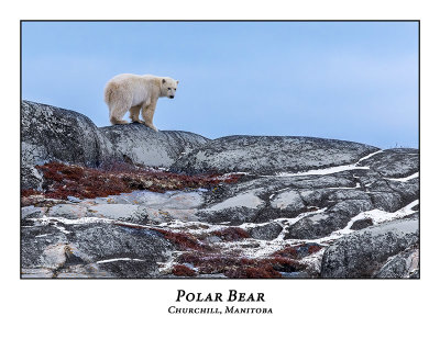 Polar Bear-036