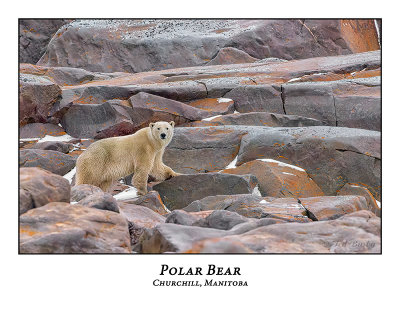 Polar Bear-037