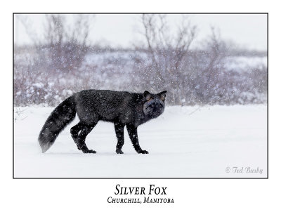 Silver Fox-007