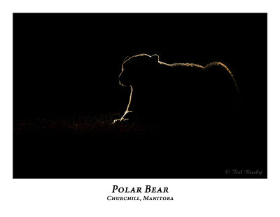 Polar Bear-038