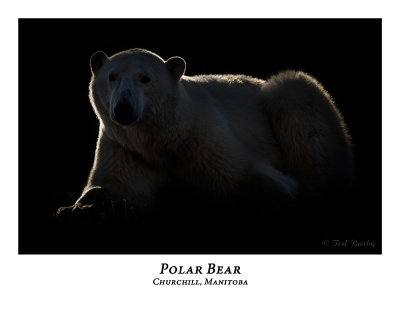 Polar Bear-039