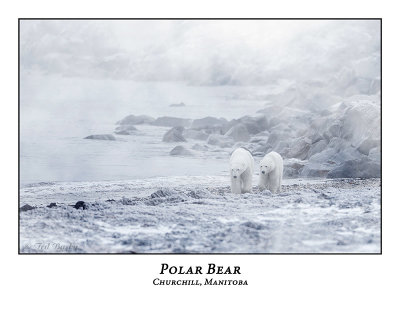 Polar Bear-040