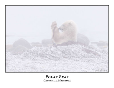 Polar Bear-041