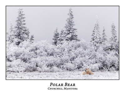 Polar Bear-043