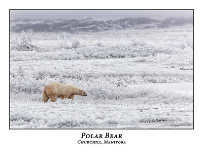 Polar Bear-044