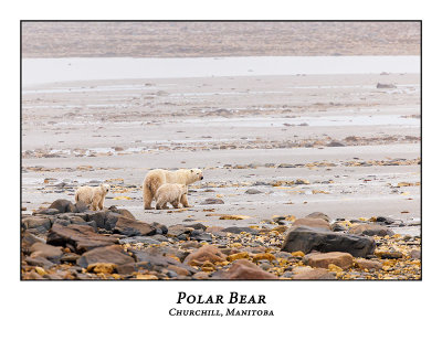 Polar Bear-046