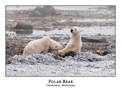 Polar Bear-051