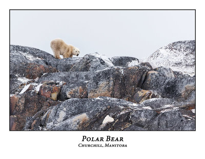 Polar Bear-052