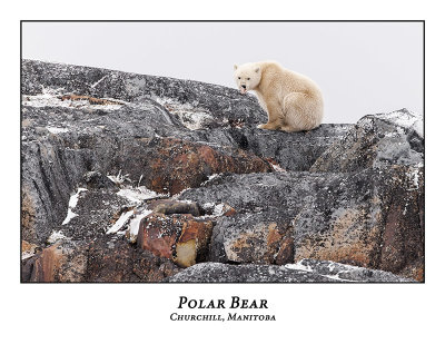 Polar Bear-053