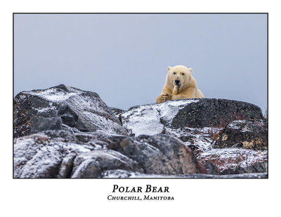 Polar Bear-055