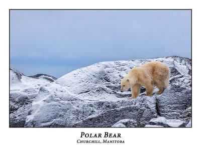 Polar Bear-056
