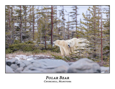 Polar Bear-058