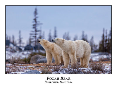Polar Bear-060
