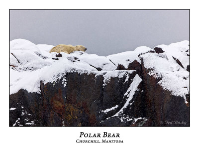 Polar Bear-061