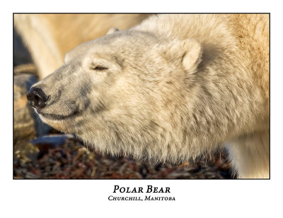 Polar Bear-062
