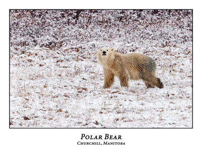 Polar Bear-063