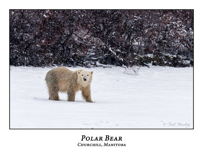 Polar Bear-064