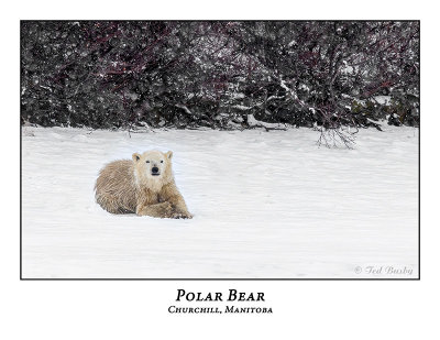 Polar Bear-065