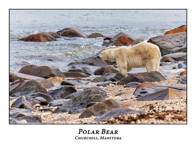 Polar Bear-068