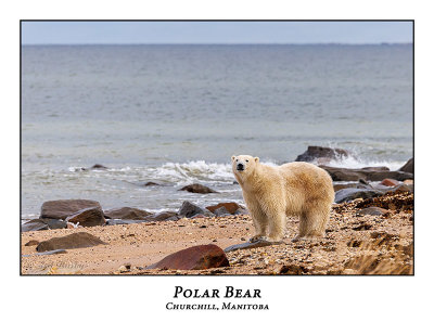 Polar Bear-069