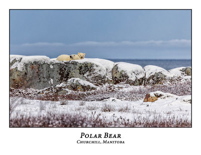 Polar Bear-070