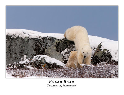 Polar Bear-071