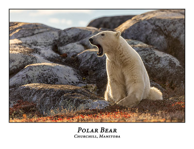 Polar Bear-075