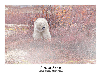 Polar Bear-076