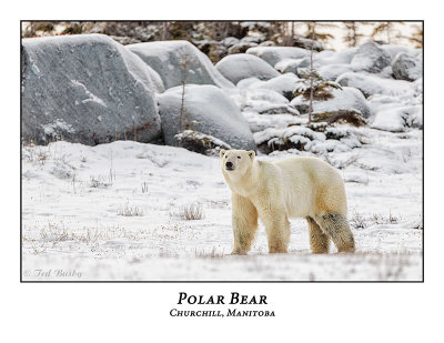 Polar Bear-077