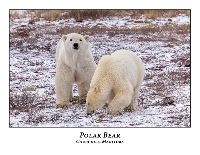 Polar Bear-078