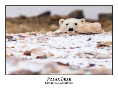 Polar Bear-080