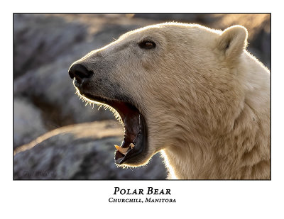 Polar Bear-082