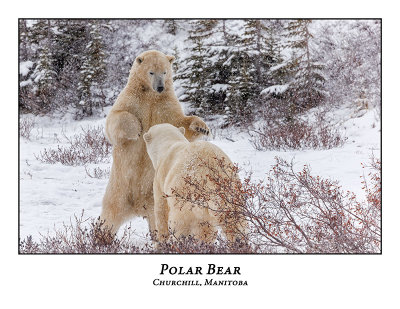 Polar Bear-084