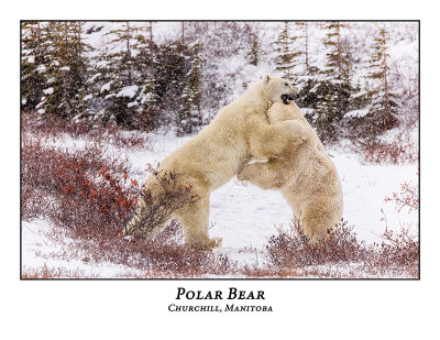 Polar Bear-085